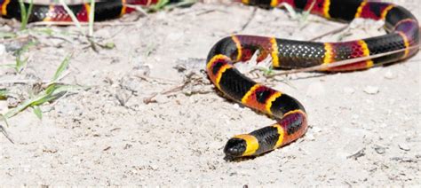 coral mud snake|coral snake location.